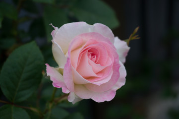 Elegant pink rose flower in full bloom in the garden