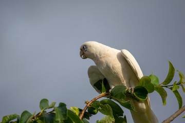 Corella getting ready to fly 