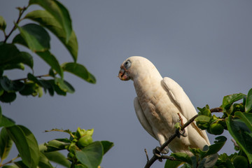 Corella in walnut tree perched on branch 