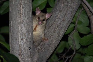 Possum in tree
