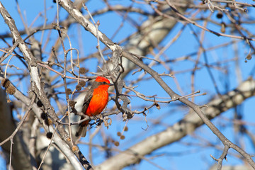 one Vermilion fly catcher on a branch. It is a favorite with birders, but is not generally kept in aviculture, as the males tend to lose their vermilion coloration when in captivity.
