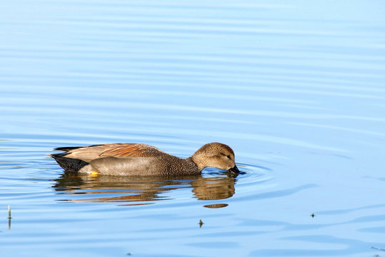 Female Gadwall duck eating in shallow marsh water.  The gadwall is a common and widespread dabbling duck in the family Anatidae
