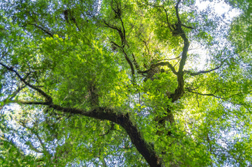 Toolangi Forest Canopy