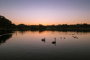 Obraz na płótnie Canvas a pelican, a swan and some ducks on a pond at dawn