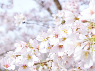 桜の花　枝先　満開　アップ　晴天