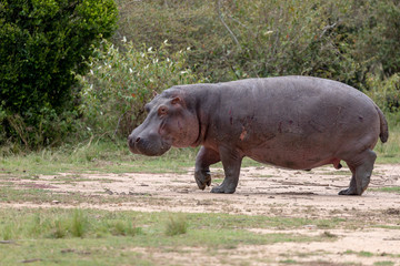 Hippopotamus on land in the Masai Mara, Kenya, Africa