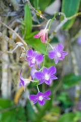 vilolet orchid on the tree in the garden, close up blossom flower orchid