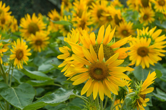 Blooming bright yellow sunflowers on a field