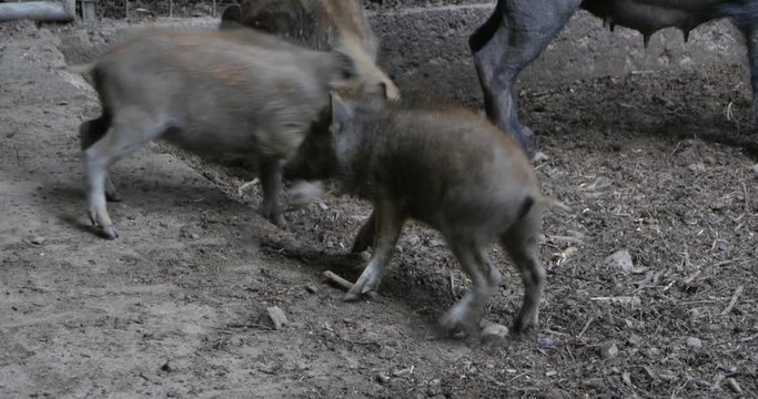 Three wild boar piglets pushing each other around, play fighting. The mother is standing behind them.