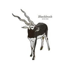 Antelope Series Blackbuck - Vector © Yada