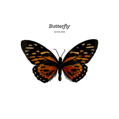 Fototapeta na wymiar Orange Monarch Butterfly , Hand draw sketch vector.