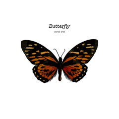 Orange Monarch Butterfly , Hand draw sketch vector.