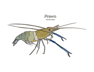 Fresh live River shrimp hand draw sketch vector.