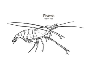 Fresh live River shrimp hand draw sketch vector.