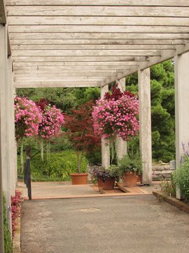 Baskets of pink flowers under a pergola walkway