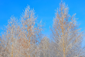 Trees in winter