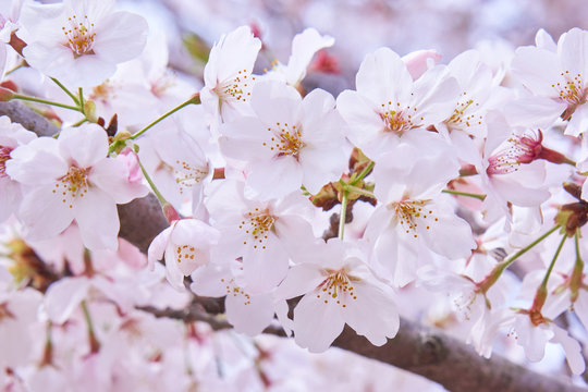 桜の花　満開　新生活イメージ
