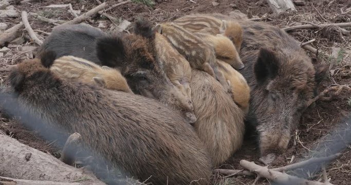Pig family sleeping together