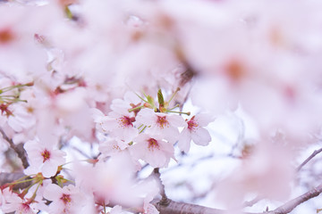 桜の花　赤いしべ