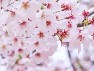 桜の花　赤色　散り始め