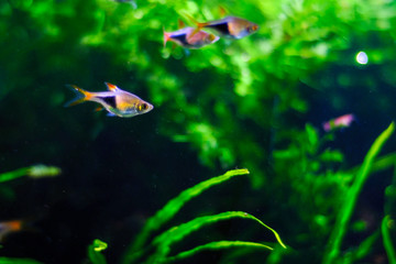 aquarium  fishes in dark deep blue water.