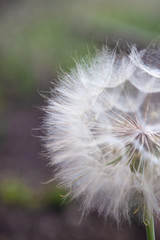 A dandelion (Taraxacum) has turned into a white delicate ball of seeds ready for a person to blow them and make a wish or the wind to disperse them. portrait orientation.copy space.