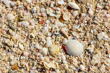 surface of the sea coast of a variety of shells, texture background
