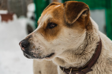 A big beautiful mongrel brown and white dog with brown eyes in a brown leather collar guards the yard