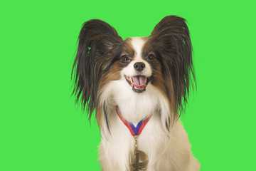 Beautiful dog Papillon with medal for first place on the neck on green background