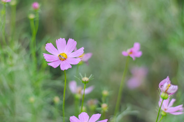pink cosmos flowers in the garden