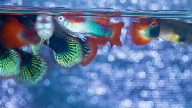 Group of attractive colorful guppy swimming, close up footage.