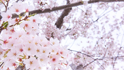 桜の花　枝先　満開　アップ