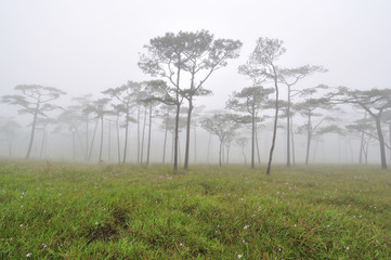 Pine forest in mist on flower field