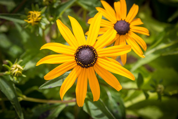 Brown eyed susans
