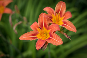 Tiger lilies in a field
