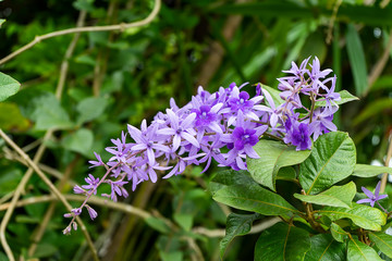 Close up of violet flower background.