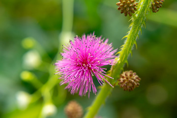 sensitive plant, sleepy plant
