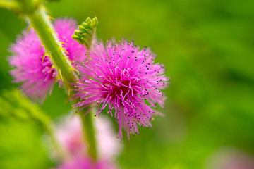 sensitive plant, sleepy plant