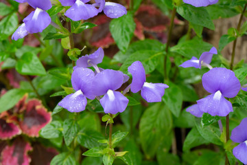 Blue hawaii or Brozillian snapdragon flower.