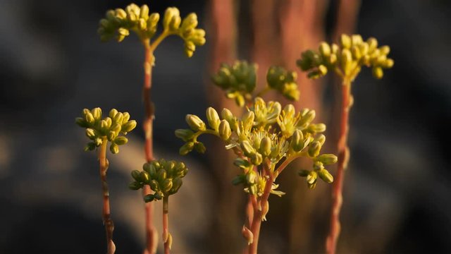 Sedum acre is a wild flower in the southern France