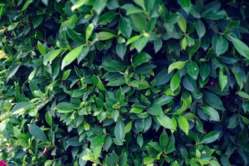 Green leaf for flower background.