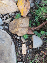 autumn leaves on the ground