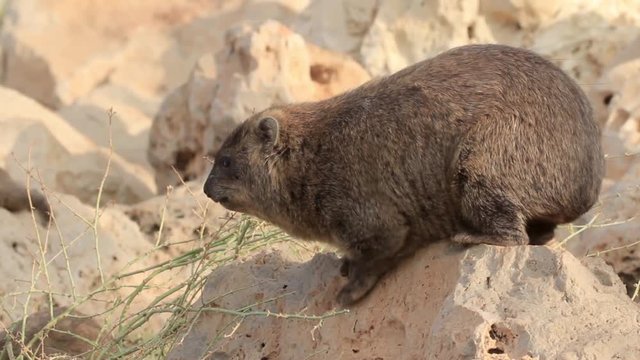 Rock hyrax standing on a rock and scratching