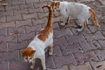Stray hungry cats on the city street