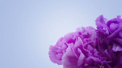 Beautiful abstract macro violet purple carnation flower background
