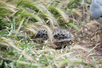 A Baby Red-billed Gull Chick Exploring its New Environment
