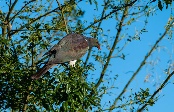 A Beautiful and Colorful Keruru in a Tree