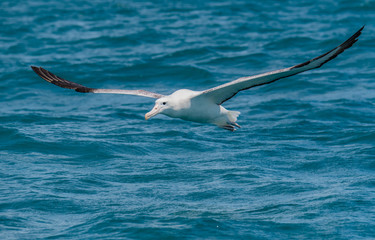 A Beautiful Albatross Soaring off the Coast of New Zealand