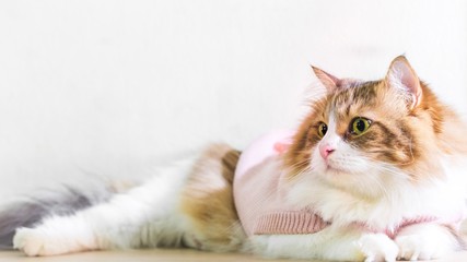 Fototapeta na wymiar Beautiful persian cat wearing a pink sweater in winter and sitting on the wooden floor with copyspace.