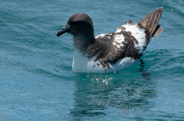 A Cape Petrel Taking a Swim Off the Coast of New Zealand